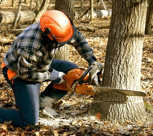 Tree Removal in Forest, MS